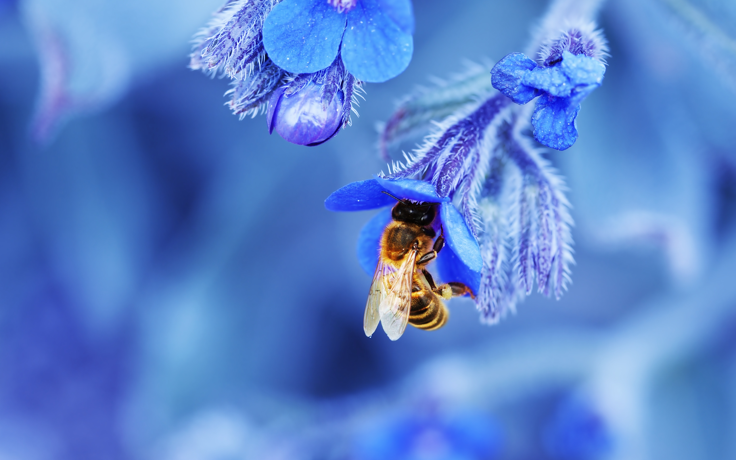 цветок пчела макро загрузить